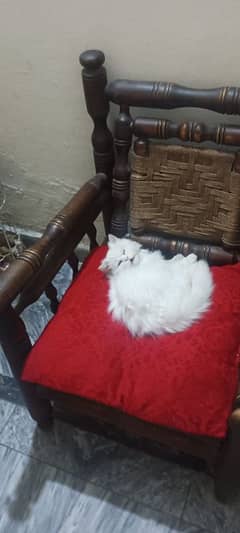 Persian cat for sale age 6 months