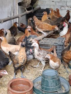 Golden Misri Hens