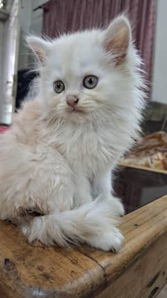 Pure Persian Kittens