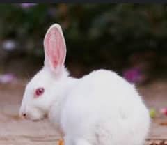1 pair rabbit red eyes