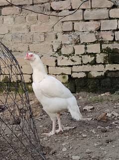 Heera