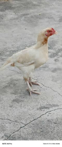 heeri boski
