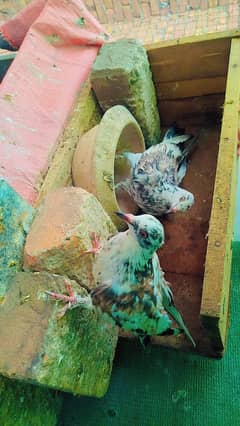 Pigeon