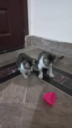 2 kitten pair mother persian father local