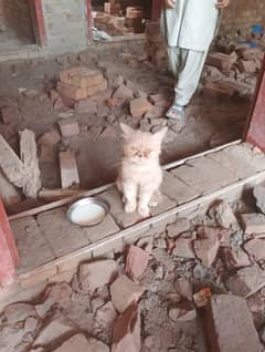 cat for sale