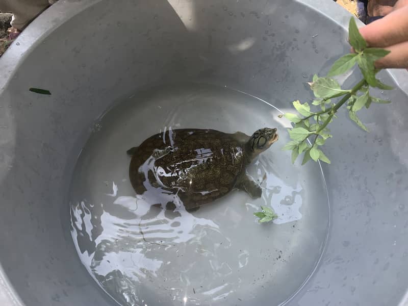 Soft Shell Brown Turtle 1