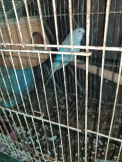 birds