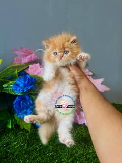 Persian Kittens |Bi color| High Quality Triple Coated|Punch face|cat