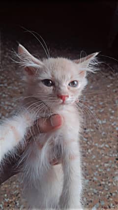 Persian kittens pair