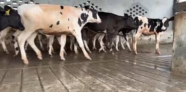 Breed Cows for sale/ Heifers for Sale/ milking buffalo for sale