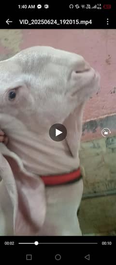Gulabi