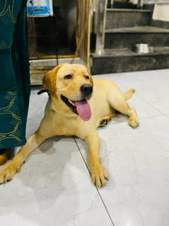 Pedigree |British American |top quality dog |labrador |Dog|Labra femal