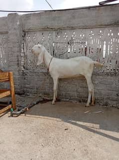 Gulabi path bakri for sale