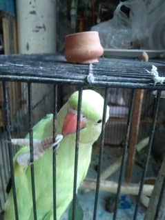 perrot