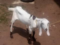 Behtal Bakri For sale.