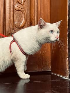 Persian cat washroom train loving. . . . . . . . . . . . . . . . . . . . dogs birds phones
