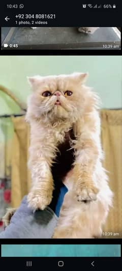 piki male cross ky leye long hair fown colour