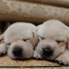 Labrador