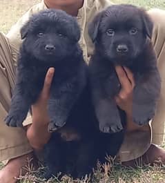 German Shepherd Pair / German Shepherd Long Coat Puppies For Sale