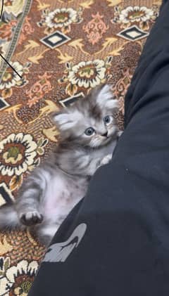 Persain cat