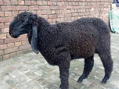 Khira shatera