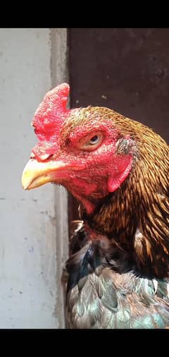 Lassani Amroha Old Bloodline Aseel