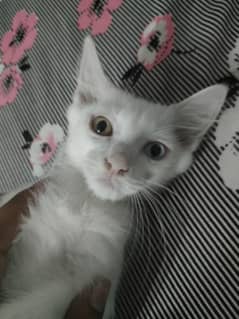 Persian kitten double coatted