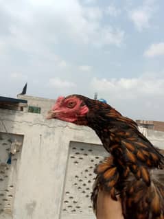 8 month ka phatha mazboot jor ma white nok nali