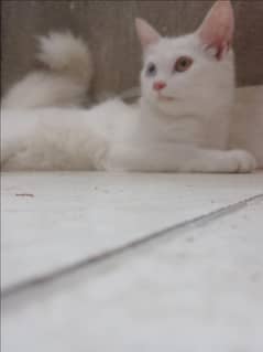white female kitten