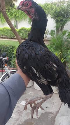 Black Aseel female مشکی اصیل مادی