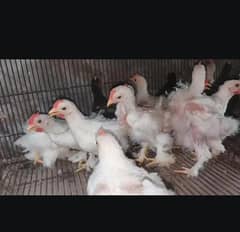 Bantam Male's