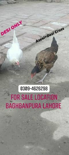 Desi Murgi for sale