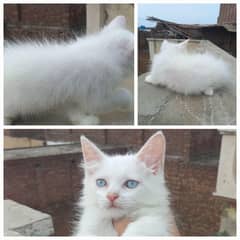 Persian
