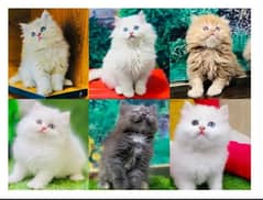 Persian hamalian british punch face piki face cat's