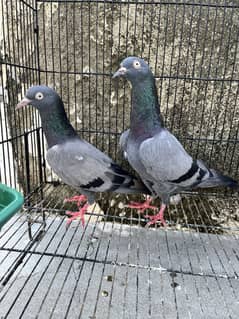 Pigeon