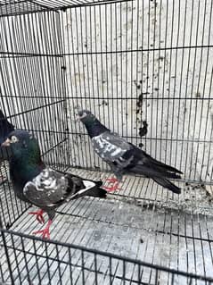 Pigeon