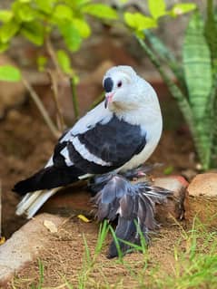black sawalo