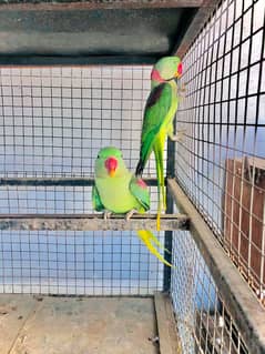 raw kashmiri breeder pair guarantee waly