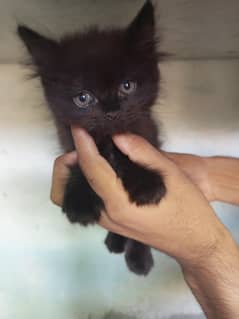 Pure Persian kitten triple coated punch face urgent for sale
