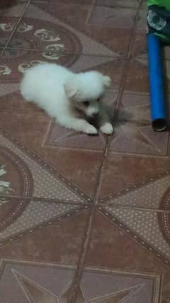 laksh