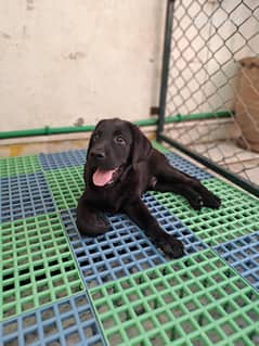 Black Labrador Micro-Chipped