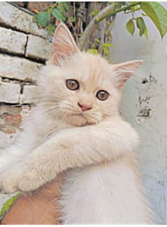 pure Persian kitten for sale