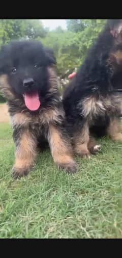 German Shepherd