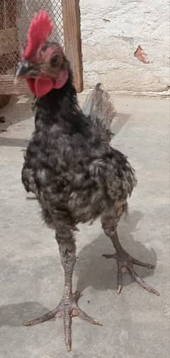 Murga