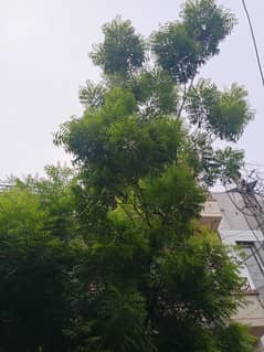 Neem