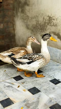 Ducks