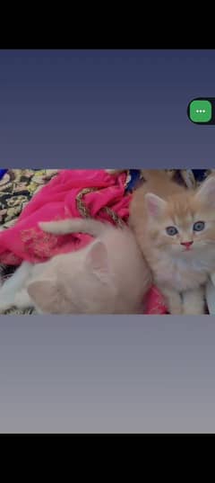 cat for sale