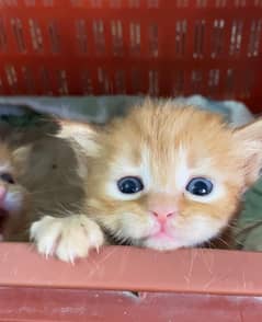 Persian Kittens