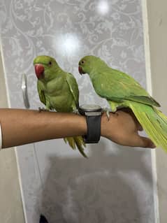Hand tam ringneck