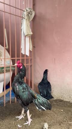 MUSHKA PAIR & HEERA PAIR